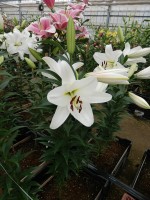 [4619 VZ H08 4525-03 No01.JPG]